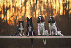 Hunde