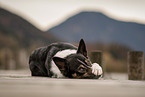 Border Collie