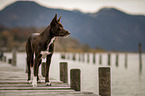 Border Collie