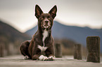 Border Collie