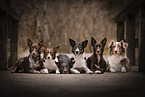 Hunde