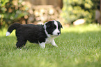 Border Collie Welpe