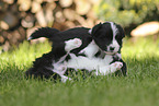 Border Collie Welpe