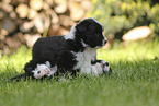 Border Collie Welpe
