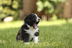 Border Collie Welpe