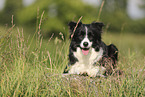 schwarz-weier Border Collie