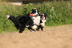 schwarz-weier Border Collie