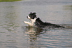 schwarz-weier Border Collie