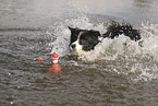 schwarz-weier Border Collie