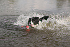 schwarz-weier Border Collie