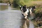 schwarz-weier Border Collie