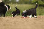 Border Collie Welpe