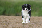 Border Collie Welpe