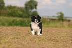 Border Collie Welpe