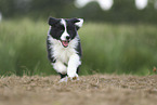 Border Collie Welpe