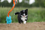 Border Collie Welpe