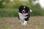 Border Collie Welpe