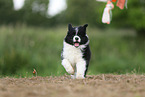 Border Collie Welpe