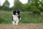 Border Collie Welpe