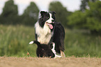 Border Collie Welpe