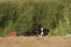 Border Collie Welpe