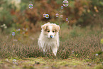 Border Collie Welpe