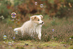 Border Collie Welpe