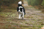 schwarz-weier Border Collie