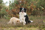 Border Collie Welpe