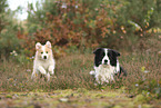 Border Collie Welpe