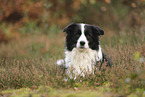 schwarz-weier Border Collie