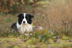 schwarz-weier Border Collie