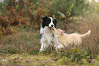Border Collie Welpe