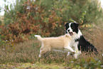 Border Collie Welpe
