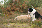 Border Collie Welpe
