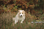 Border Collie Welpe