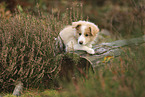 Border Collie Welpe