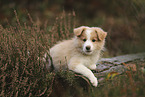 Border Collie Welpe
