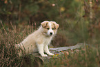 Border Collie Welpe