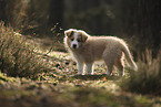 Border Collie Welpe