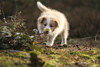 Border Collie Welpe