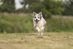 blue-merle Border Collie