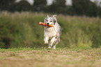 blue-merle Border Collie