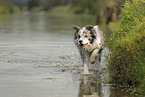 blue-merle Border Collie