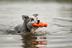 blue-merle Border Collie