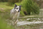 blue-merle Border Collie