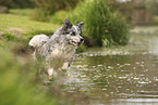 blue-merle Border Collie