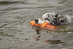 blue-merle Border Collie