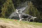 blue-merle Border Collie