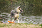 blue-merle Border Collie